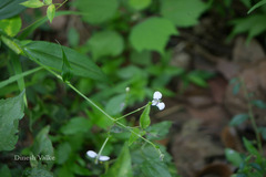 Aneilema scaberrimum